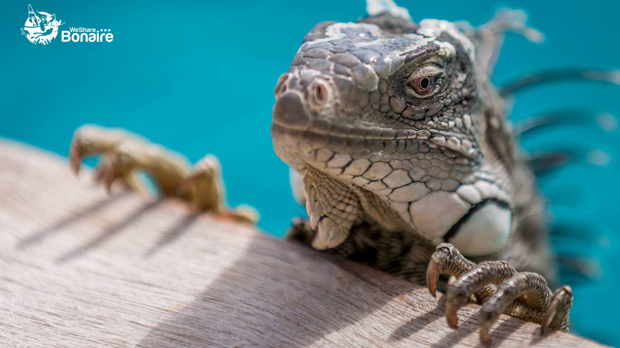 Hello from Bonaire!