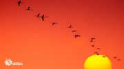 Flamingoes and the setting sun