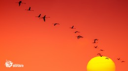 Flamingoes and the setting sun