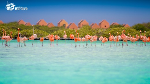 Flamingos