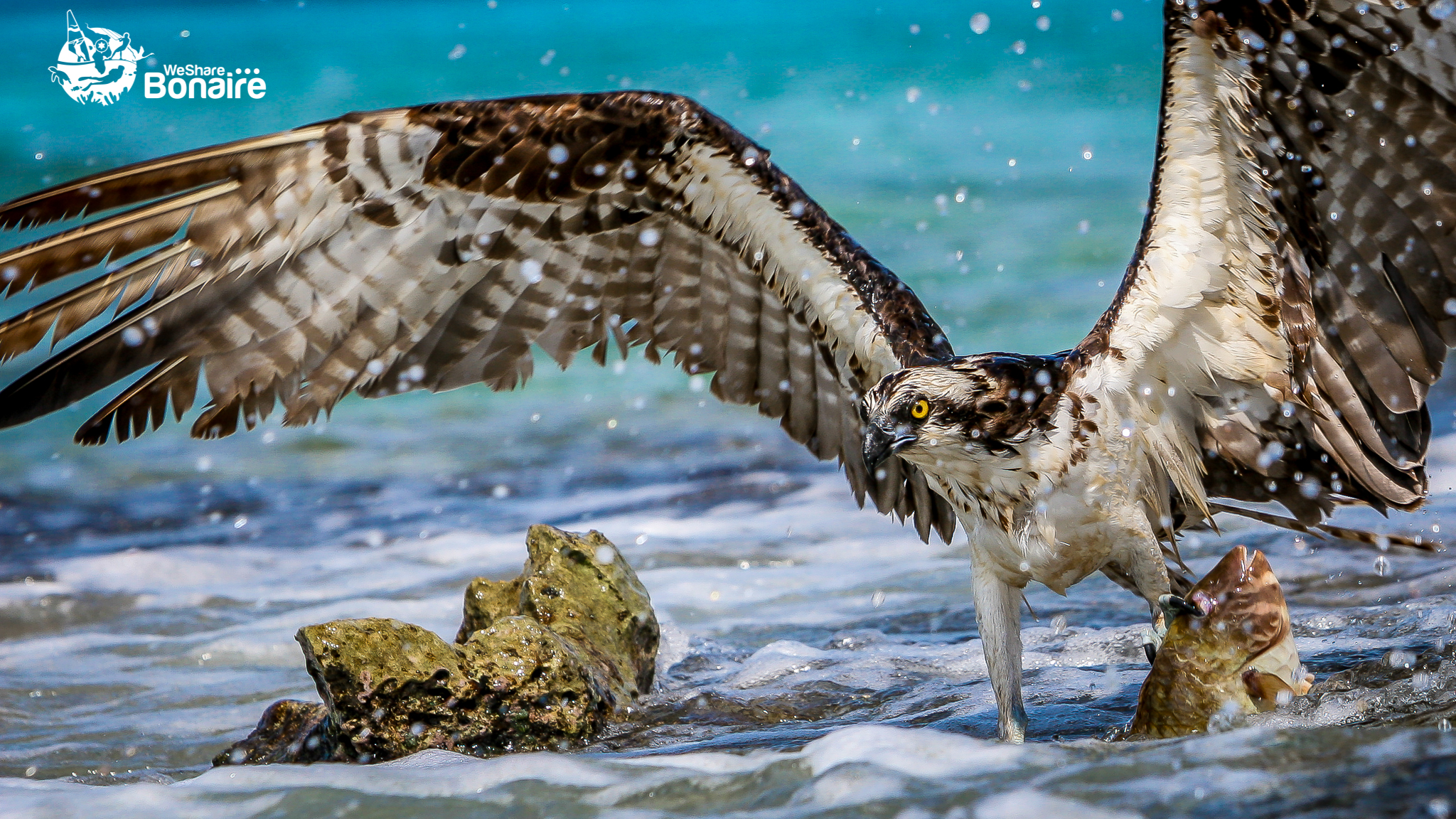 The Osprey The Osprey
