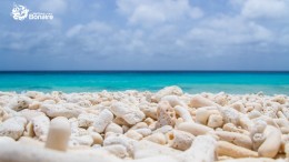Corals at Pink Beach
